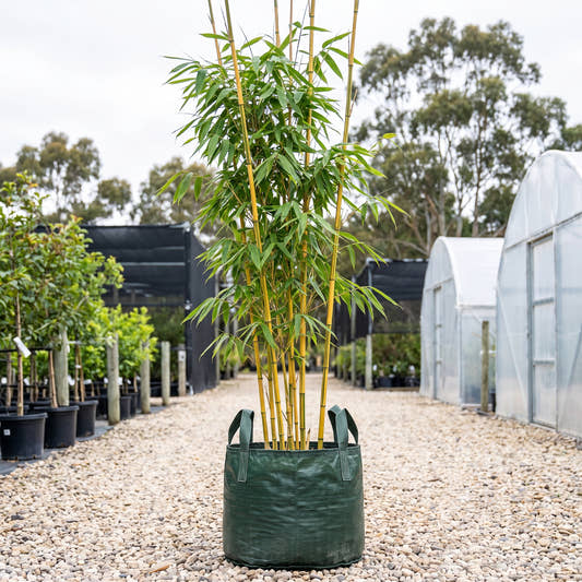 China Gold Bamboo - Bambusa eutuldoides var. viridivittata