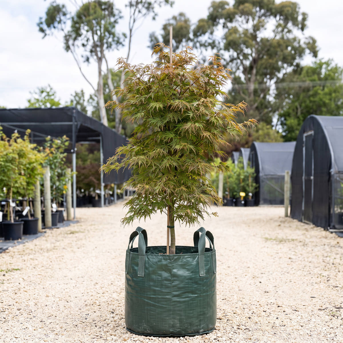 Full Moon Maple - Acer japonicum ‘Aconitifolium’