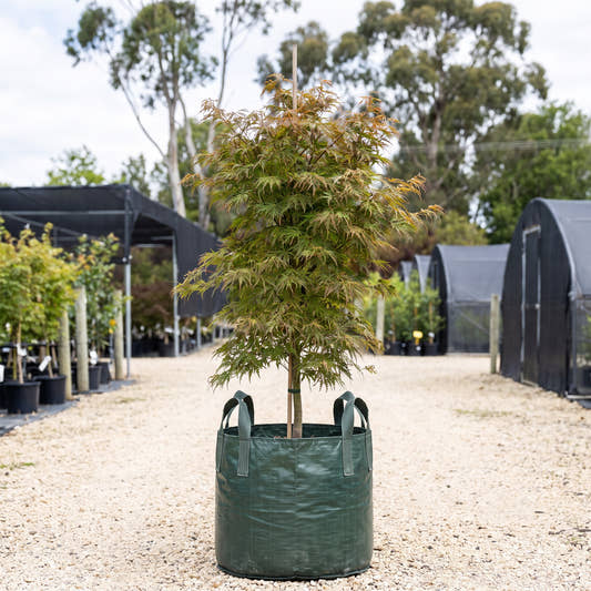 Full Moon Maple - Acer japonicum ‘Aconitifolium’