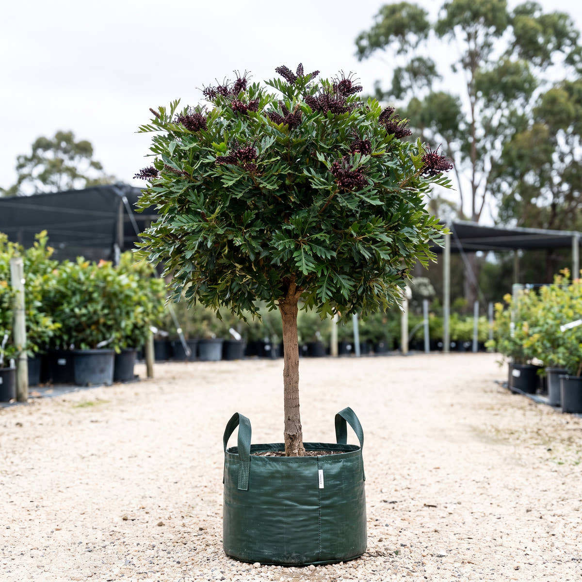 Black Grevillea (Standard) - Grevillea scortechinii