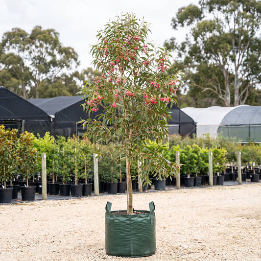 Rosea Yellow Gum - Eucalyptus leucoxylon subsp. megalocarpa ‘Rosea’