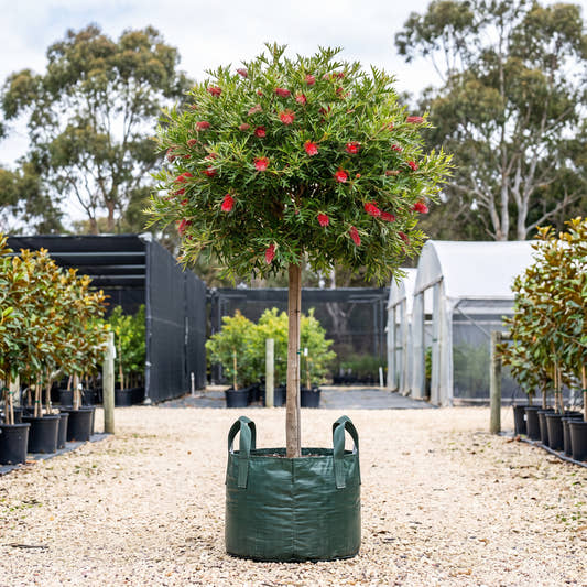 Wakiti Gem Grevillea (Standard) - Grevillea ‘Wakiti Gem’