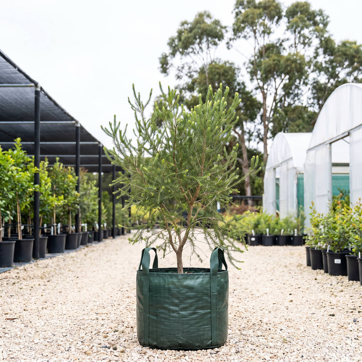 Moonah - Melaleuca lanceolata