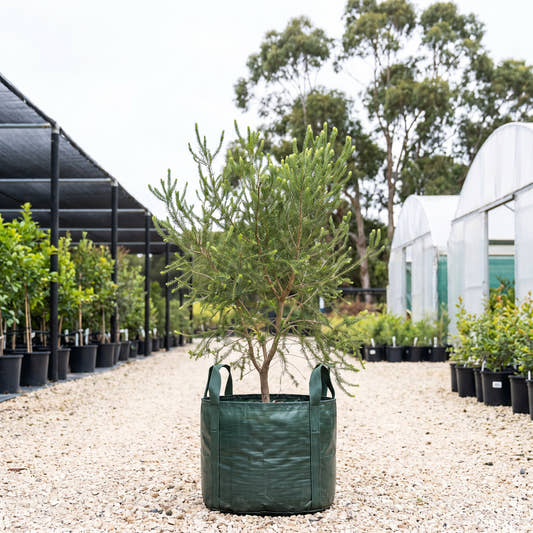 Moonah - Melaleuca lanceolata
