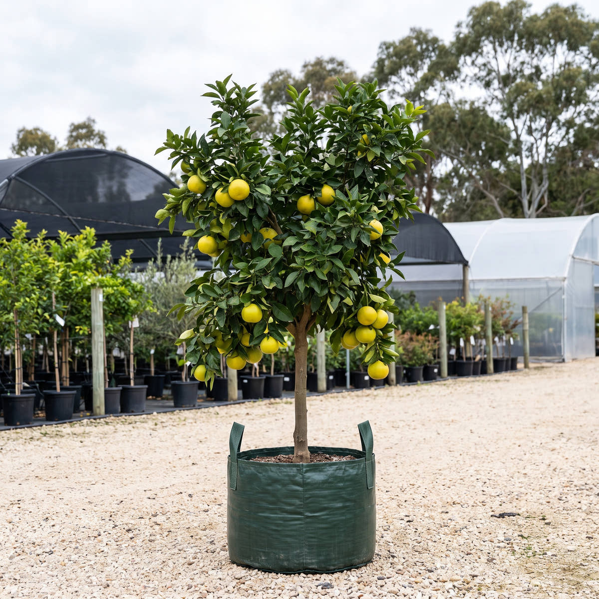Marsh Seedless Grapefruit - Citrus paradisi ‘Marsh Seedless’