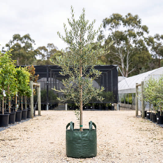 Californian Queen Olive - Olea europaea ‘Californian Queen’