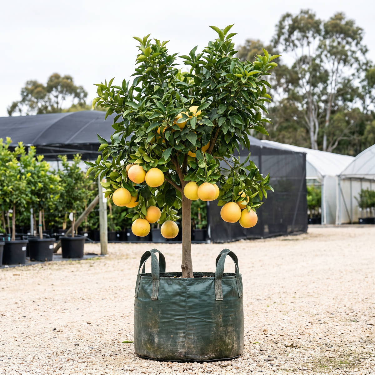 Marsh Grapefruit - Citrus paradisi ‘Marsh’
