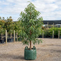 Sabre Tooth Fig - Ficus longifolia
