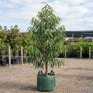 Sabre Tooth Fig - Ficus longifolia