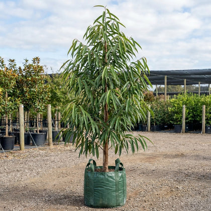 Sabre Tooth Fig - Ficus longifolia