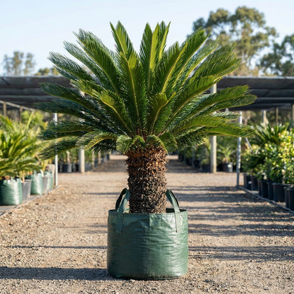Sago Palm Cycad - Cycas revoluta