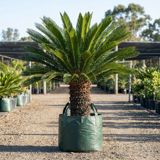 Sago Palm Cycad - Cycas revoluta