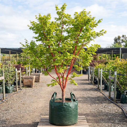Sango Kaku Japanese Maple - Acer palmatum 'Sango Kaku'