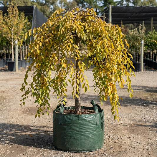 Sapporo Autumn Gold Elm - Ulmus ‘Sapporo Autumn Gold’