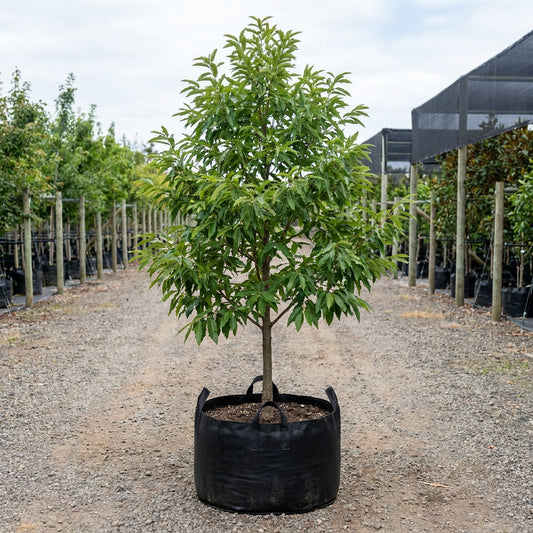 Sawtooth Oak - Quercus acutissima