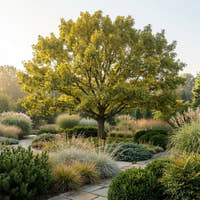 Sawtooth Oak - Quercus acutissima