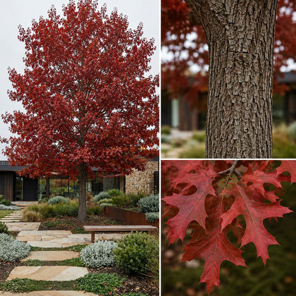 Scarlet Oak - Quercus coccinea