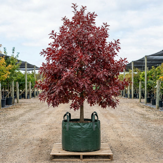 Scarlet Oak - Quercus coccinea