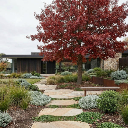 Scarlet Oak - Quercus coccinea
