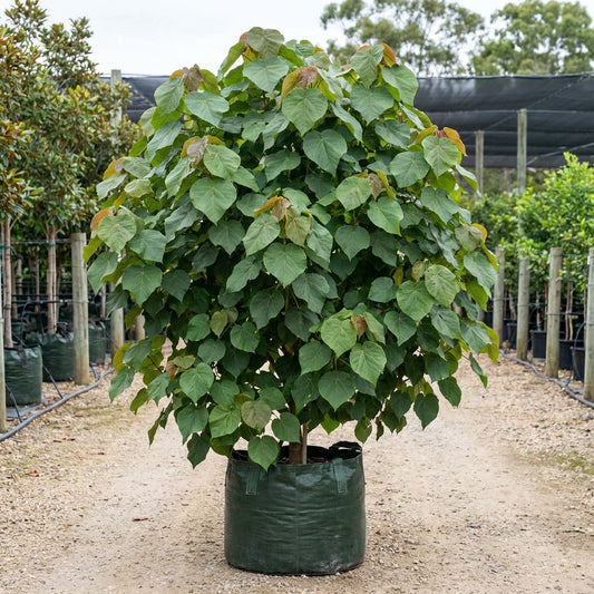 Sea Hibiscus - Hibiscus tiliaceus