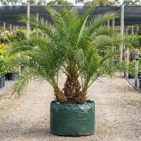 Senegal Date Palm - Phoenix reclinata