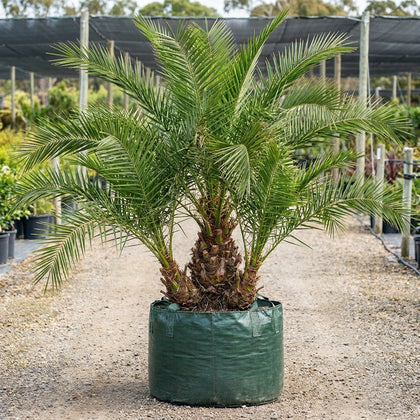 Senegal Date Palm - Phoenix reclinata