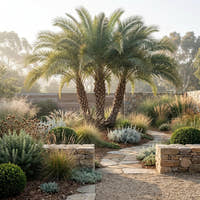 Senegal Date Palm - Phoenix reclinata