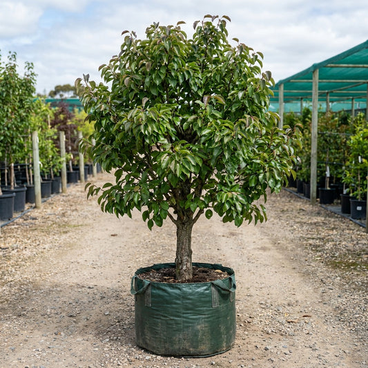 Sensation Pear - Pyrus communis 'Sensation'