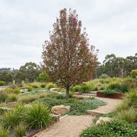 Sensation Pear - Pyrus communis ‘Sensation’