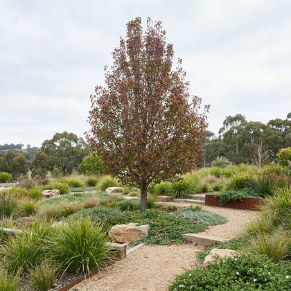 Sensation Pear - Pyrus communis 'Sensation'