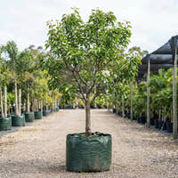 Sensation Pear - Pyrus communis ‘Sensation’