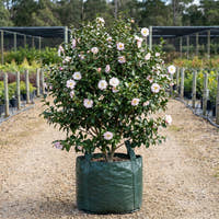 Setsugekka Camellia - Camellia sasanqua ‘Setsugekka’