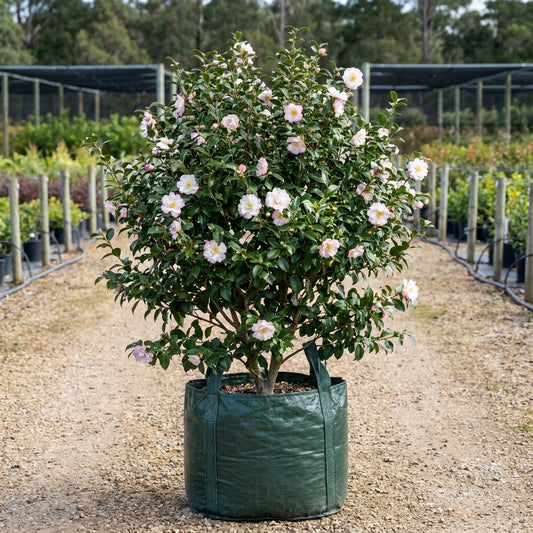 Setsugekka Camellia - Camellia sasanqua 'Setsugekka'