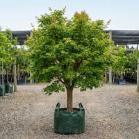 Shantung Maple - Acer truncatum
