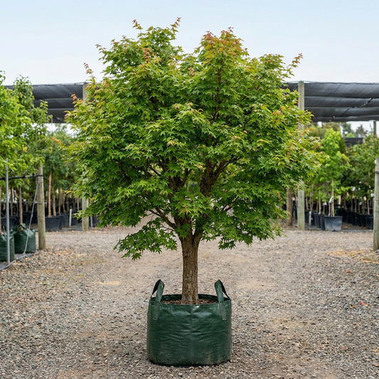 Shantung Maple - Acer truncatum