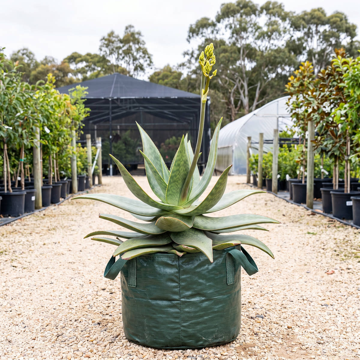 Coral Aloe - Aloe striata