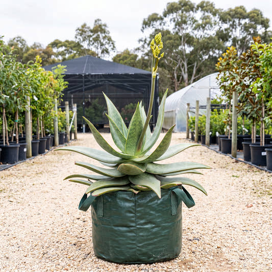 Coral Aloe - Aloe striata
