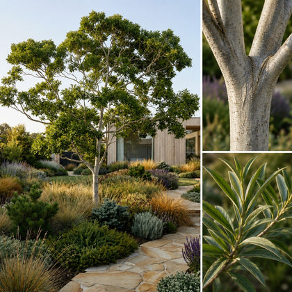 Silver Ash Tree - Flindersia schottiana