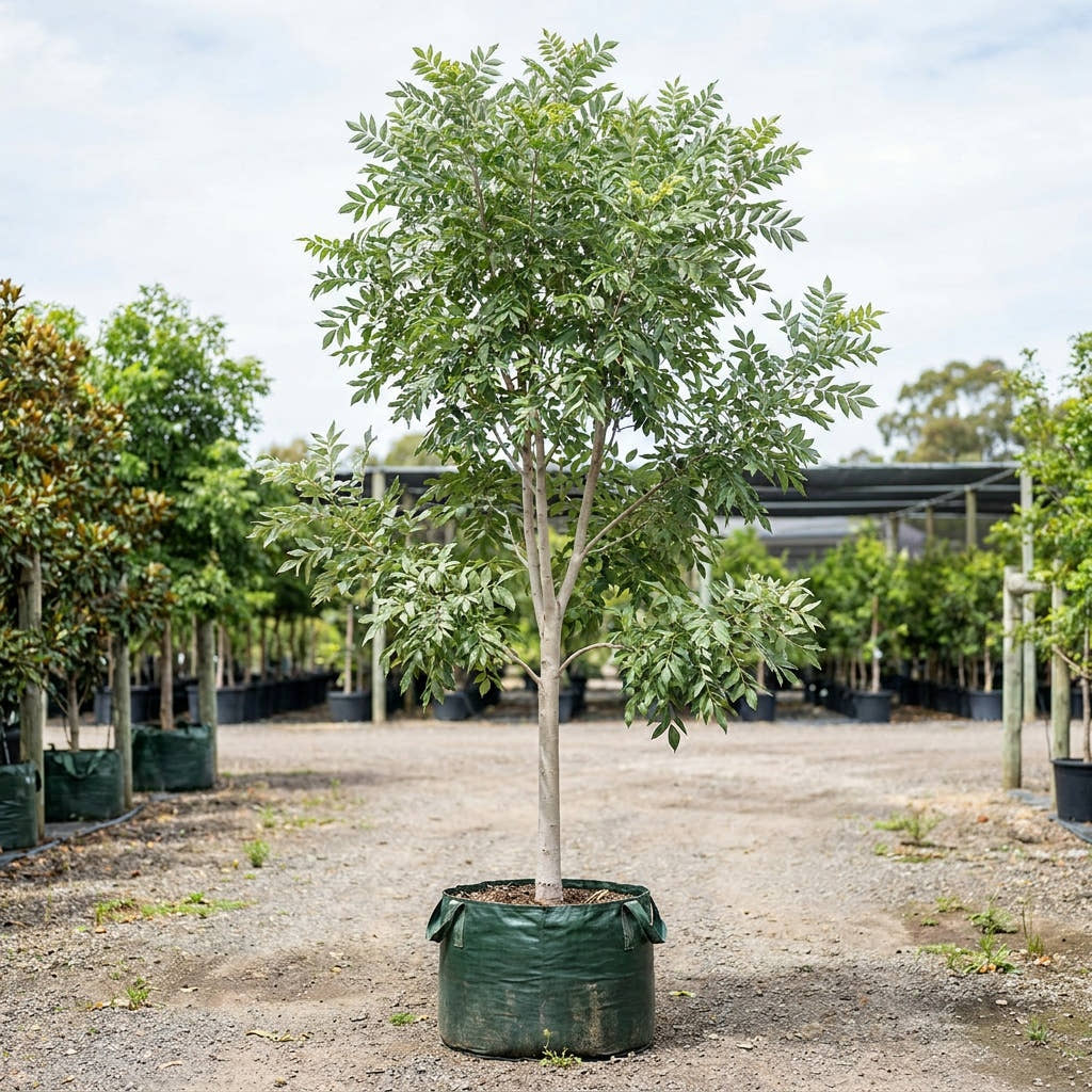Silver Ash Tree - Flindersia schottiana