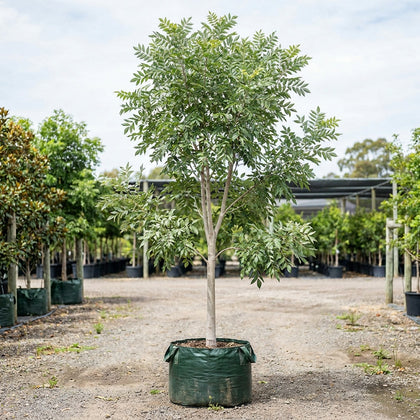 Silver Ash Tree - Flindersia schottiana