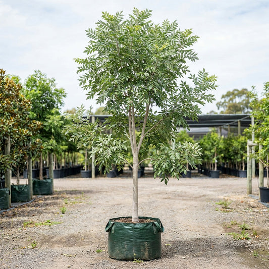 Silver Ash Tree - Flindersia schottiana