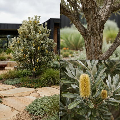 Silver Banksia - Banksia marginata