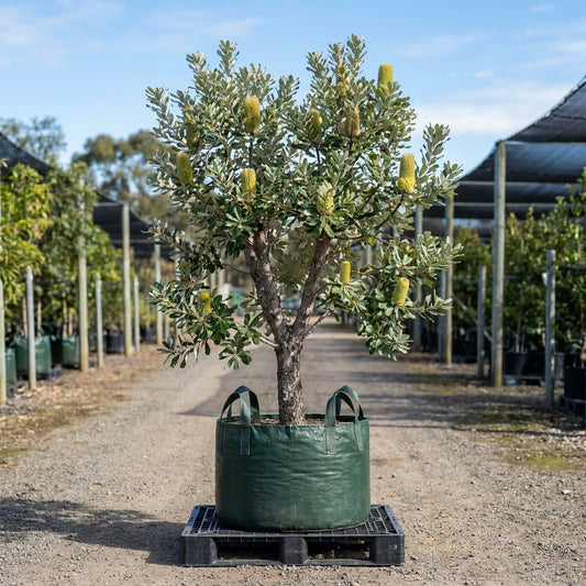 Silver Banksia - Banksia marginata