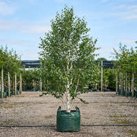 Silver Birch - Betula pendula ‘Alba’