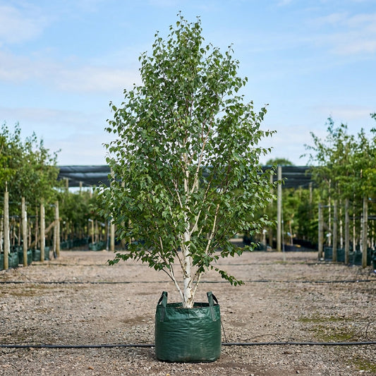 Silver Birch - Betula pendula ‘Alba’