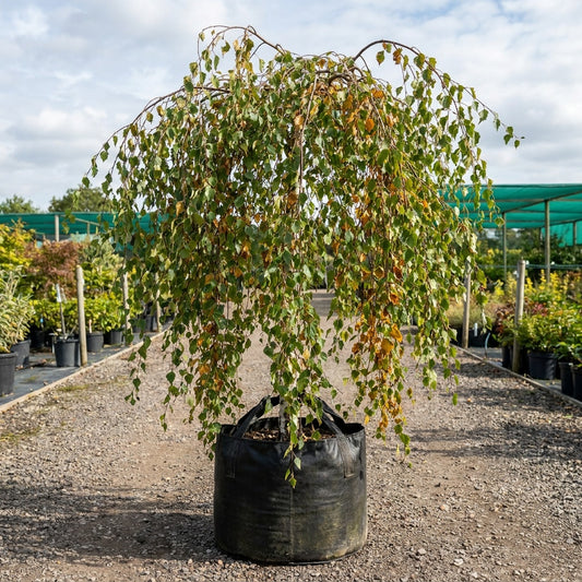 Silver Birch - Betula pendula
