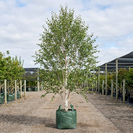 Silver Birch - Betula pendula ‘Moss White’