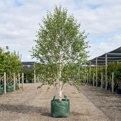 Silver Birch - Betula pendula ‘Moss White’