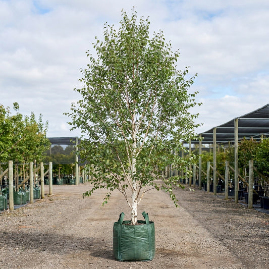 Silver Birch - Betula pendula ‘Moss White’