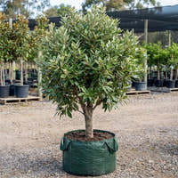 Silver Cloud Michelia - Michelia doltsopa ‘Silver Cloud’